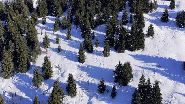 Aerial footage capturing a dense forest of evergreen trees covered in fresh snow during winter. The scene shows a natural landscape with no people visible, featuring snow-covered ground, tree