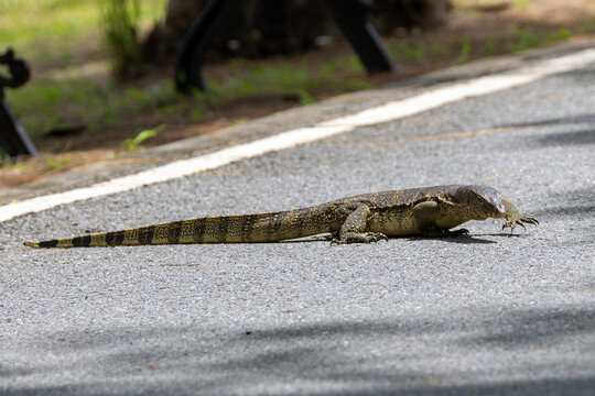 Asian Water Monitor on a Park Road