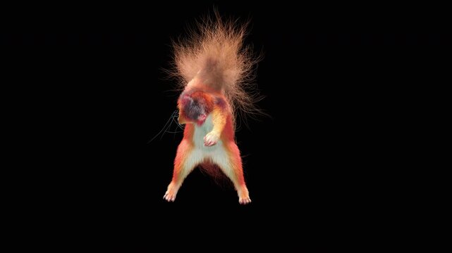 Realistic dancing squirrel performing rumba dance animation with alpha channel transparent background