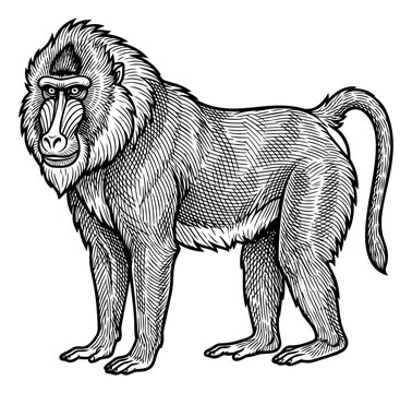 Engraving illustration of a mandrill depicting a standing primate with detailed crosshatch shading for wildlife and nature design