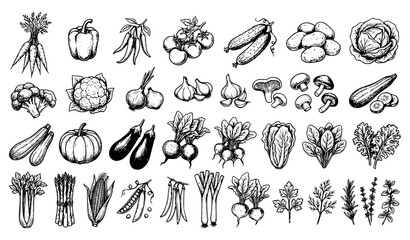 Fototapeta premium Black Hand Drawn Garden Vegetable Sketch Doodle Set Organic Food Vector Collection
