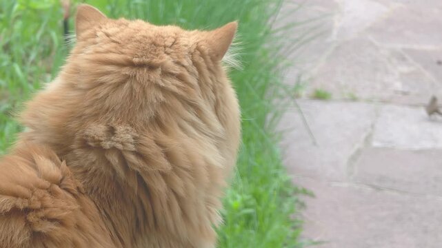 Cat sits in garden on a sunny day while looking around and enjoying the outdoors