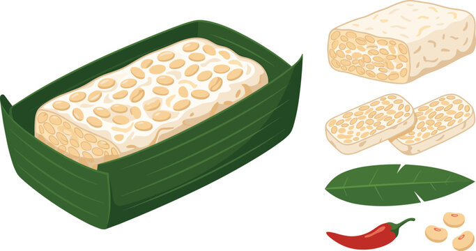 Tempeh Collection Set with Fermented Soybean Cake Slices Banana Leaf Packaging and Traditional Plant Based Protein Food Illustration