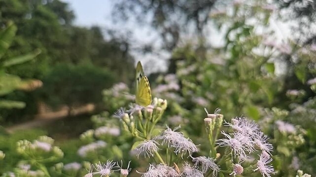 Common Gull butterfly Feeding on White Wildflowers, Butterfly Pollination, Macro Wildlife Close Up, Butterfly in Nature, Tropical Garden, Slow Motion Cinematic Stock Video