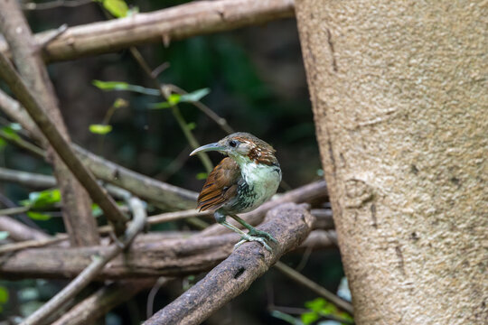 Large Scimitar Babbler Perched