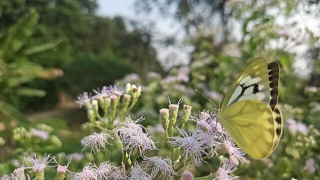 Common Gull butterfly Feeding on White Wildflowers, Butterfly Pollination, Macro Wildlife Close Up, Butterfly in Nature, Tropical Garden, Slow Motion Cinematic Stock Video