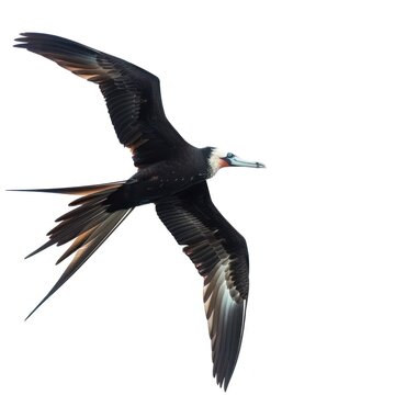 A majestic frigate bird soars through the sky, its wings spread wide, showcasing a striking black plumage with white tips.