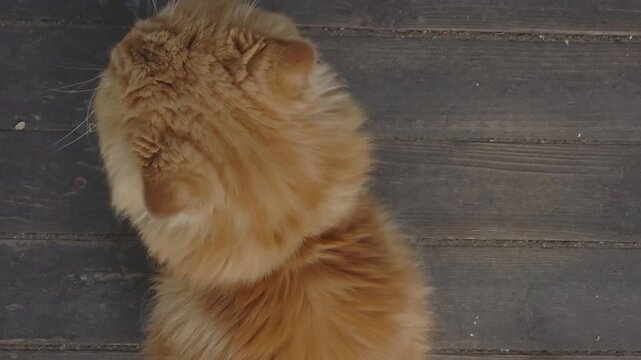 Cat on wooden floor in a bright room in the afternoon sunshine