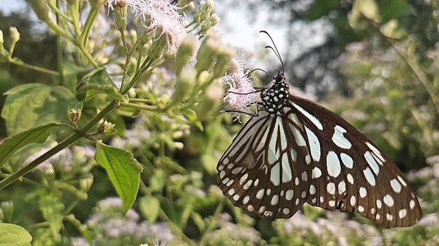 Blue Tiger Butterfly Feeding on Wildflowers in Natural Habitat, Butterfly Macro Close Up, Pollination, Tropical Wildlife, Garden Butterfly, Slow Motion Cinematic Nature Footage