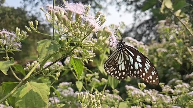 Blue Tiger Butterfly Feeding on Wildflowers in Natural Habitat, Butterfly Macro Close Up, Pollination, Tropical Wildlife, Garden Butterfly, Slow Motion Cinematic Nature Footage
