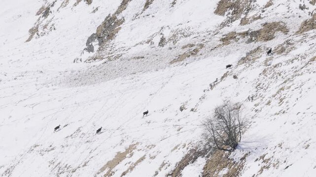 A group of wild chamois moves across a steep, snow-covered mountainside at Col des Aravis in the French Alps. The rugged winter landscape features patches of exposed rock, sparse vegetation, and a