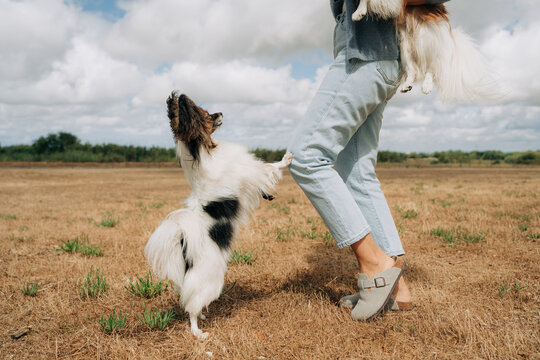 Anonymous woman and dog on hind legs on field