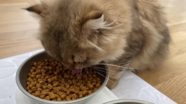 Cute fluffy ginger orange domestic cat eating dry brown kibble from a silver metal bowl on light wooden floor, showing pink tongue during daily pet feeding time in cozy home interior room.