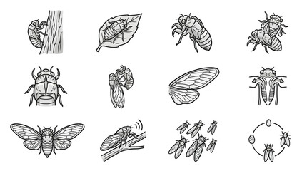 Hand-drawn cicada sketches and monochrome insect diagrams. © Kinasih