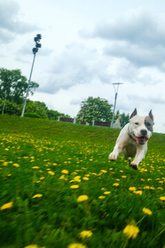 Happy Fast Dog Runs In Walking Public Park