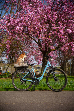 Shiba inu dog on bicycle sakura blossom