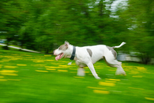 Dog Runs Fast in Grassy Field With Yellow Flowers