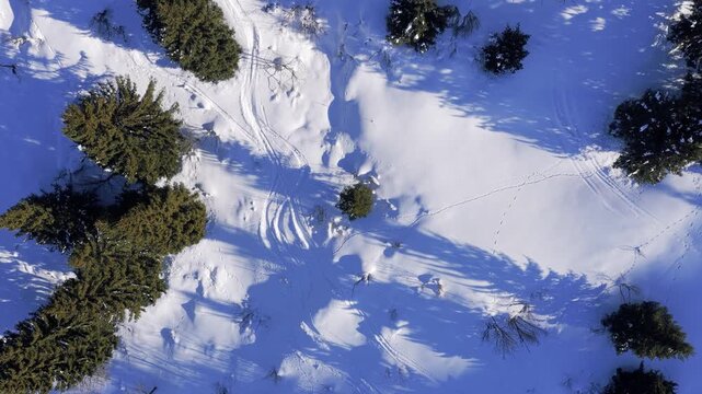 Drone footage showing a top-down view of a snow-covered forest landscape in France during winter. Evergreen trees cast long shadows across pristine white snow, with visible animal tracks and ski or