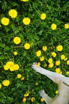 Dog Walking in Field of Yellow Dandelions During Spring Time
