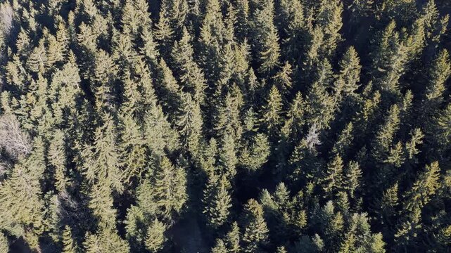 A high-resolution aerial shot capturing the dense evergreen canopy of a coniferous forest in the French Alps. The footage showcases the natural texture and uniformity of the treetops, with sunlight