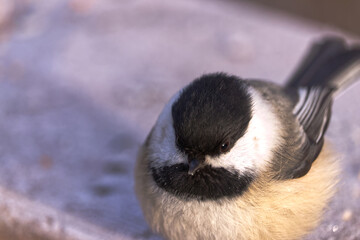 A Black-capped Chickadee at a Park © RiMa Photography