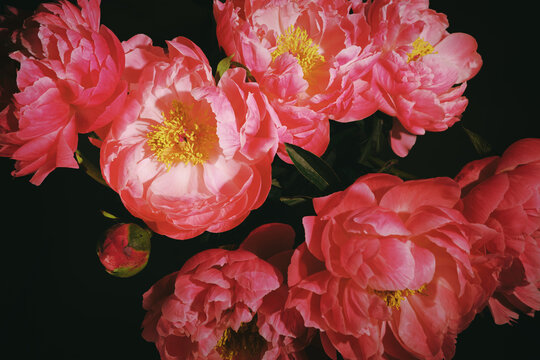 Peonies in bloom on a dark background display colors and shapes