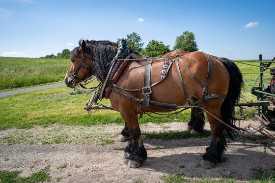 Two draft horses with harness working during traditional hay harvest