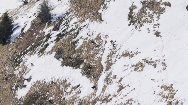 Wild chamois traverse a steep, partially snow-covered mountain slope at Col des Aravis in the French Alps. The footage captures several chamois moving across the rugged alpine terrain, with patches