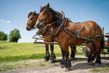 Zwei Kaltblut-Arbeitspferde mit Geschirr bereit zur traditionellen Feldarbeit © Countrypixel