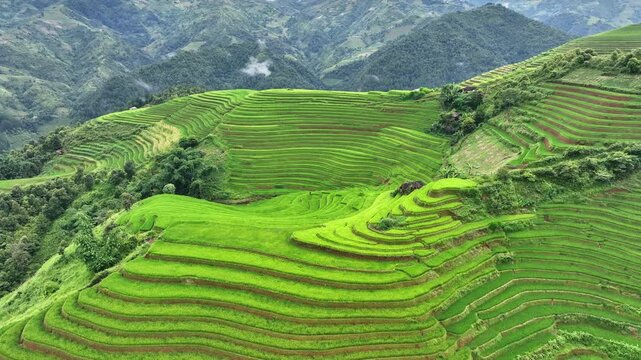 Rice terraces in Mu cang chai, Vietnam. Beautiful landscape in Vietnam.