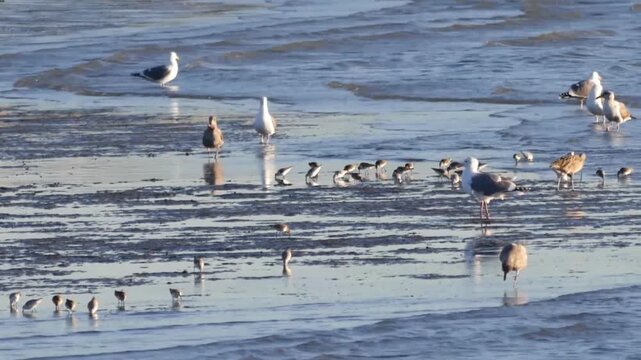 Flock of seagulls and shorebirds on wet sandy beach at low tide