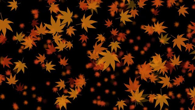 紅葉 もみじ 大 下降 紅葉色02 パターン03 ループ 10秒（透過背景）