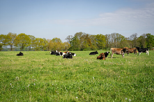 Rinderherde auf einer gr&uuml;nen Weide im Fr&uuml;hling oder Sommer