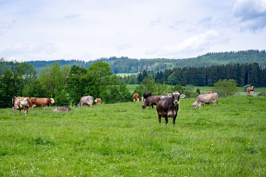 Rinderherde auf einer weitl&auml;ufigen Bergweide im Allg&auml;u