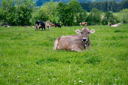Liegende Braunvieh-Kuh auf einer gr&uuml;nen Bergweide mit Herde.
