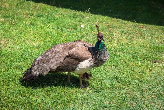 Peacock and a chick, Lokrum, an uninhabited nature reserve located off the coast of Dubrovnik, Croatia.