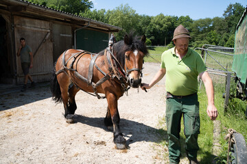 Kaltblutpferd mit Arbeitsgeschirr – Braunes Zugpferd wird von einem Landwirt auf dem Hof geführt. © Countrypixel