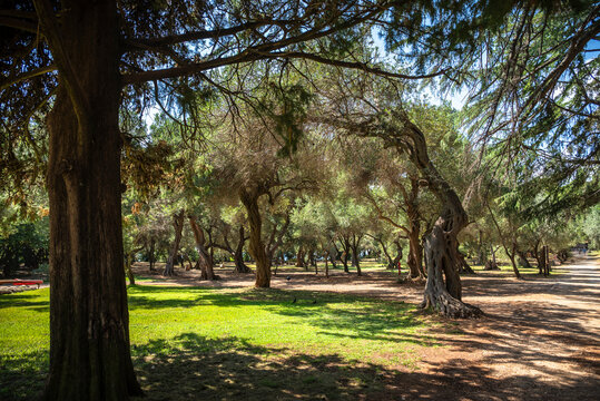 Olive grove, Lokrum, an uninhabited nature reserve located off the coast of Dubrovnik, Croatia