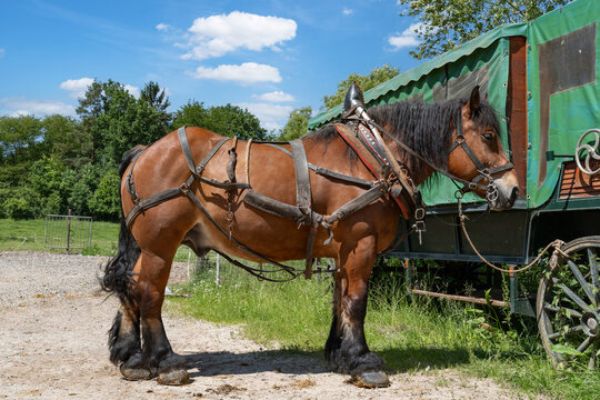 Eingespanntes Kaltblut-Zweigespann am Planwagen &ndash; Kr&auml;ftige Zugpferde mit Geschirr vor einer Kutsche.