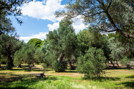 Olive grove, Lokrum, an uninhabited nature reserve located off the coast of Dubrovnik, Croatia