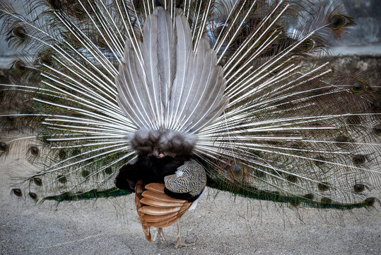 Peacock, Lokrum island, an uninhabited nature reserve located off the coast of Dubrovnik, Croatia