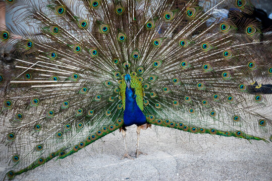 Peacock, Lokrum island, an uninhabited nature reserve located off the coast of Dubrovnik, Croatia