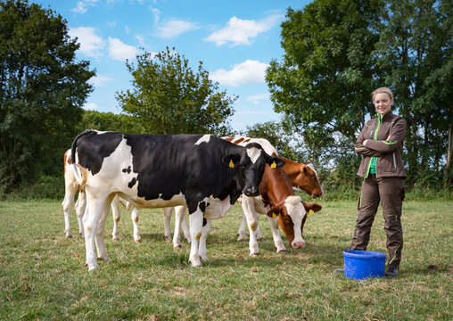 Eine junge Landwirtin in Arbeitskleidung steht mit einem blauen Eimer auf einer gr&uuml;nen Sommerweide und f&uuml;ttert eine kleine Gruppe von schwarz-bunten und rot-bunten Holstein-K&uuml;hen.