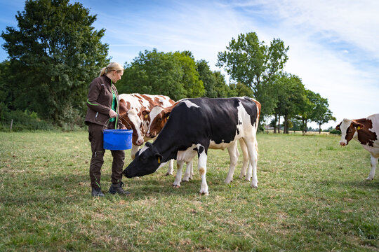 Eine junge Landwirtin in Arbeitskleidung steht mit einem blauen Eimer auf einer gr&uuml;nen Sommerweide und f&uuml;ttert eine kleine Gruppe von schwarz-bunten und rot-bunten Holstein-K&uuml;hen.