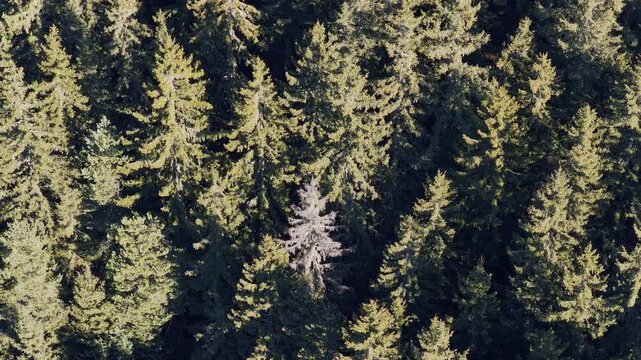 High-resolution aerial footage capturing the dense evergreen canopy of a coniferous forest in the French Alps. The video shows a top-down perspective of tall pine and fir trees, with sunlight