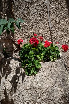 Flowers and plants at a residential house in the Old City of Dubrovnik, Croatia