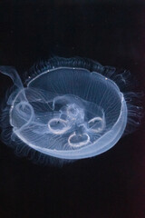 Fototapeta premium jellyfish in LA aquarium