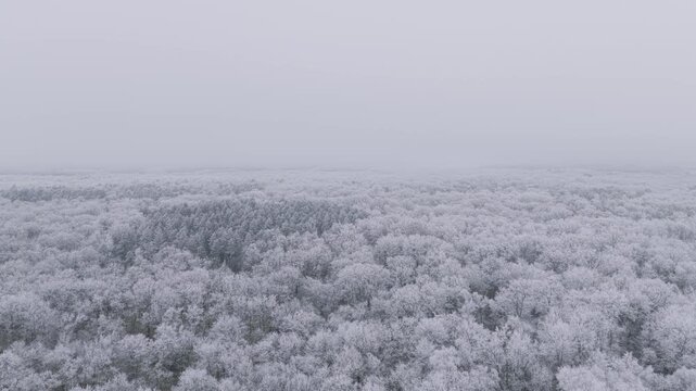 A wide aerial shot captures the expansive Loiret forest in France blanketed in fresh snow during winter. The dense woodland stretches to the horizon, with trees covered in white, creating a serene