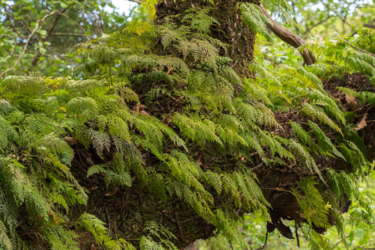 Davallia canariensis growing epiphytically on a moss-covered tree trunk in the humid forest of Los Alcornocales Natural Park, Cadiz, Spain