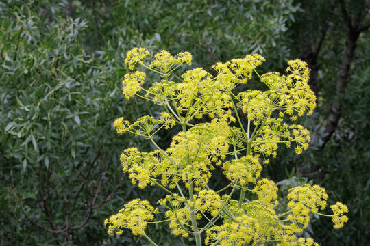 Giant fennel ferula communis yellow flowers blooming